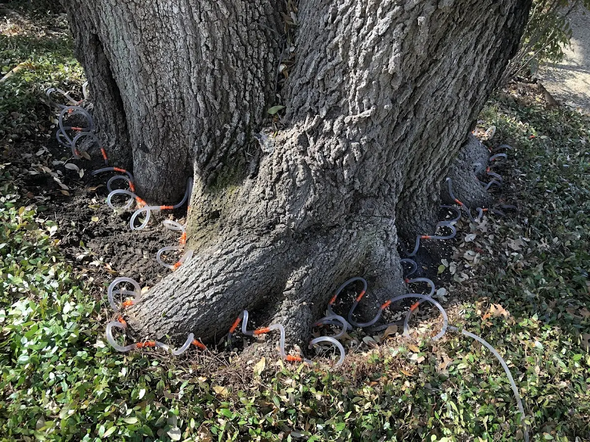 Detailed Tree Cabling and Bracing job site in East Greenwich