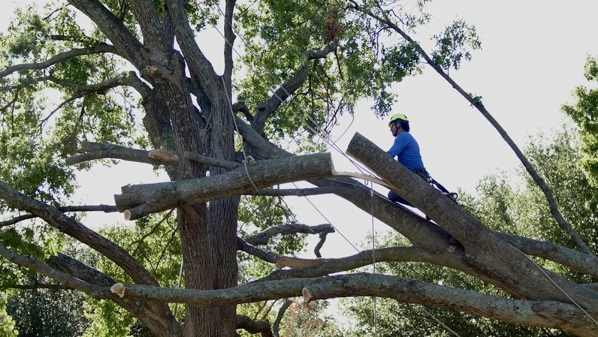 Professional Crown Thinning performed by certified arborists in East Greenwich