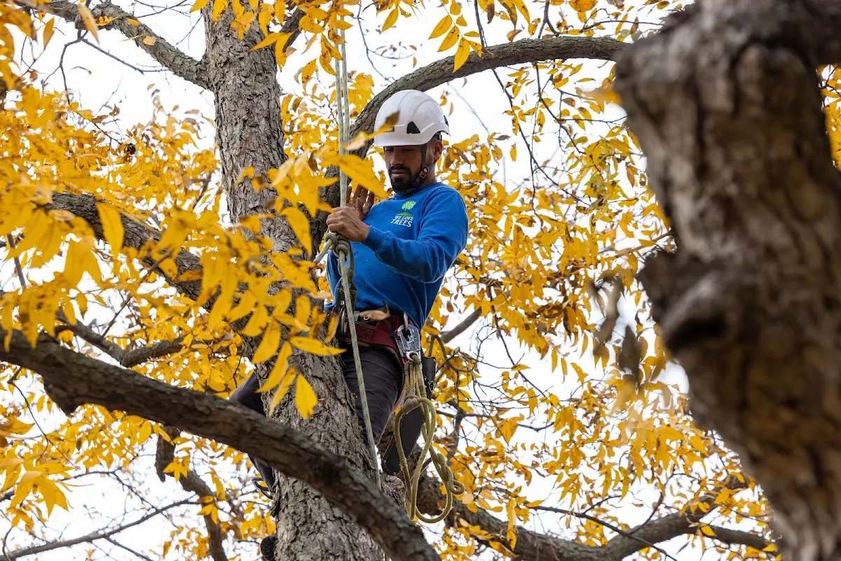 Skilled Tree Pruning crew working in East Greenwich